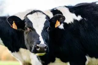 Krowa rasy holsztyńsko-fryzyjskiej, znanej z wydajnej produkcji mleka - zdj. ilustracyjne