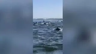 Stado delfinów w pobliżu Meksyku 