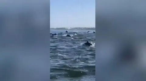 Niezwykłe spotkanie ze stadem delfinów. Zobacz nagranie