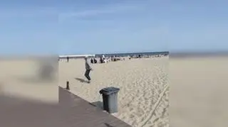 Stado dzików na plaży w Gdyni, 26.05