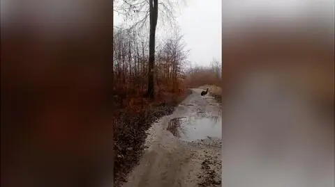 Emu uciekł z gospodarstwa pod Szczecinem i zamieszkał w lesie. "Wie, że jest ścigany"