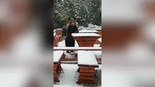 Niedźwiedź na Hali Gąsienicowej