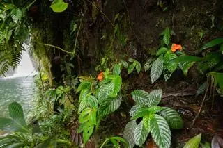 Gasteranthus extinctus został znaleziony w pobliżu wodospadu w rezerwacie przyrody Bosque y Cascada Las Rocas, gdzie występuje duża populacja tej zagrożonej rośliny