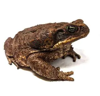 Ropucha olbrzymia (Rhinella marina) 