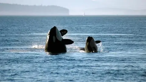 Orka oceaniczna z młodym