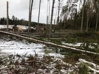 Zniszczenia w nadleśnictwie Świdwin