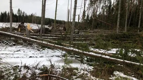 Zniszczenia w nadleśnictwie Świdwin