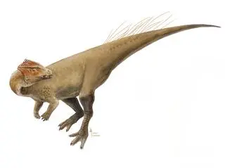 Rekonstrukcja dinozaura Homalocephale z późnej kredy z Pustyni Gobi w Mongolii. Jeden z dinozaurów, których ścięgna badali polscy naukowcy  