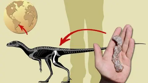 Ta kość należała do najstarszego prekursora dinozaurów w Ameryce Południowej