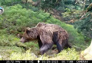 Policjanci ze specjalnej grupy zajmą się niedźwiedziami. Tak będą je odstraszać