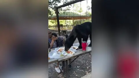 Niedźwiedź wskoczył na stół i wyjadł biesiadnikom tacos