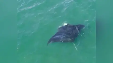 Manta