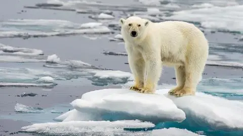Niedźwiedź polarny