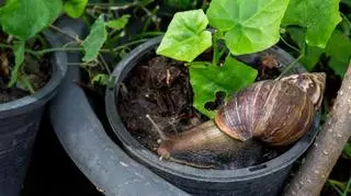 Ślimak olbrzymi (Lissachatina fulica) - zdj. poglądowe