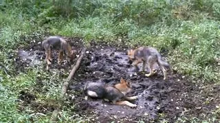 Młode wilki szukały wody. Jeden zjadł błoto