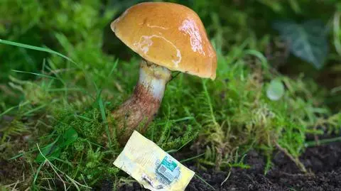 Naukowcy stworzyli chip komputerowy z grzyba