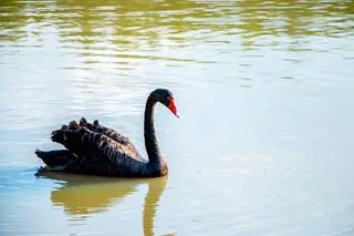 Łabędź czarny (Cygnus atratus)