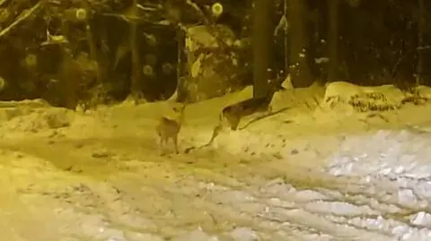 Cielę białego daniela w okolicy Puław