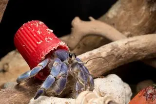 Krab pustelnik chroni odwłok plastikowym odpadem 