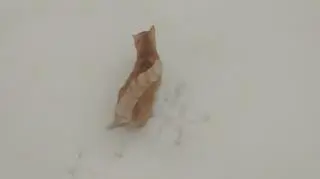 Zima w Siedlcach, zdziwiony kot.