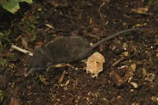 Crocidura pallida