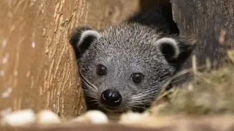 Mały binturong w łódzkim zoo