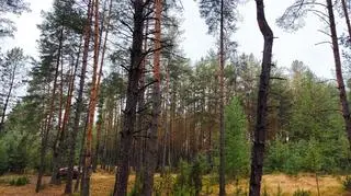 Ostrołęka, borecznik sosnowiec