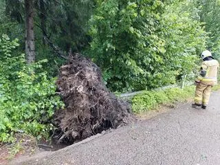 Wyrwane z korzeniami drzewa w gminie Rajgród