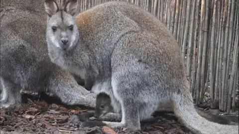 We wrocławskim zoo świat ujrzały małe walabie