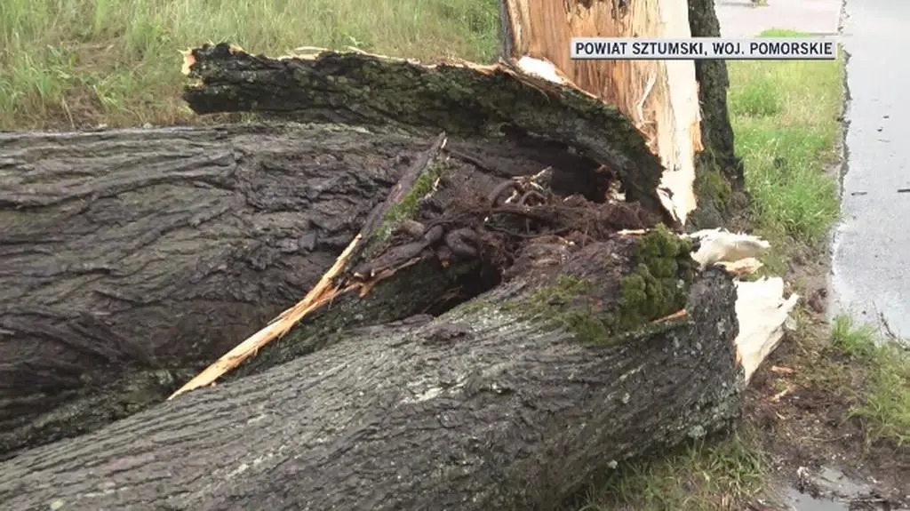 Połamane drzewa w powiecie sztumskim