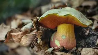 Borowik szatański (Rubroboletus satanas)