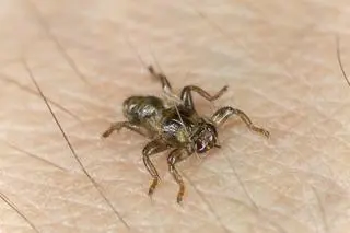 Strzyżak sarni (Lipoptena cerv)