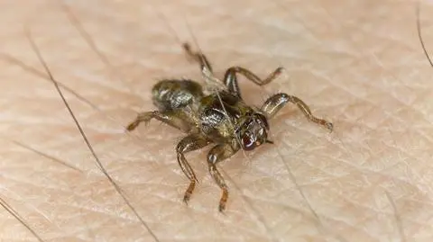 Strzyżak sarni (Lipoptena cerv)