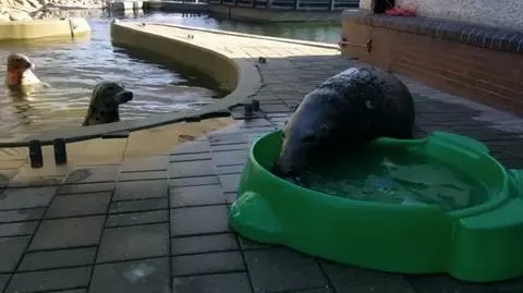 Potrójna ciąża w helskim fokarium