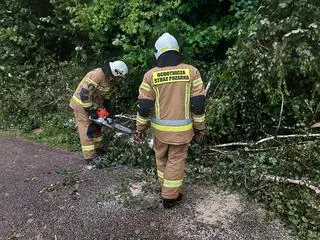 Wyrwane z korzeniami drzewa w gminie Rajgród