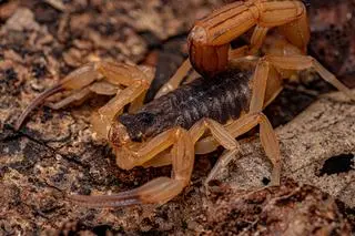 Tityus serrulatus
