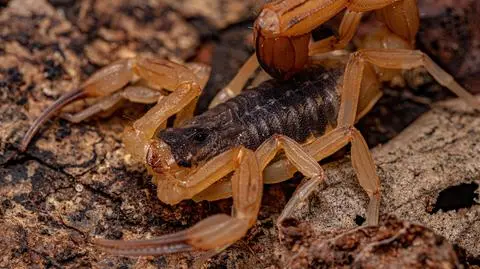 Irlandzcy naukowcy: Indiana Jones miał rację. Im mniejszy skorpion, tym bardziej jadowity