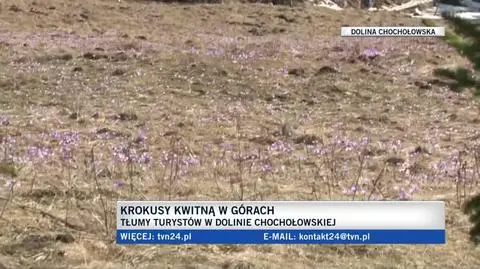 Kwitnące w górach krokusy