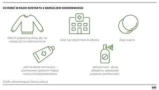 Co robić w razie kontaktu z barszczem Sosnowskiego