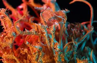 Grzyb z gatunku Cordyceps milataris