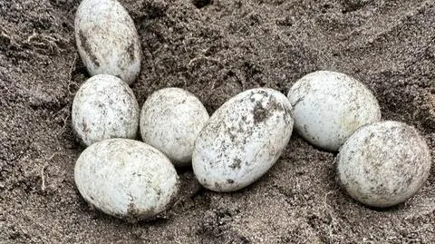 Znaleziono jaja rzadkiego gatunku. Osobniki mogą żyć ponad 120 lat