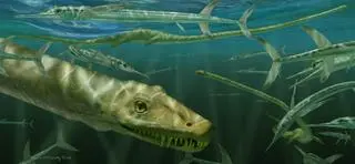 Dinocephalosaurus orientalis pływający wśród prehistorycznych ryb znanych jako Saurichthys