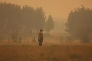 Strażacy gaszą pożary w prowincji Alberta