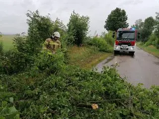 Zablokowana przez powalone drzewa droga