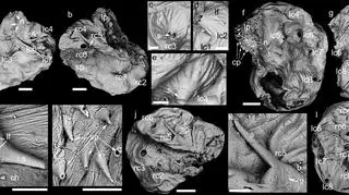 Saccorhytus coronarius
