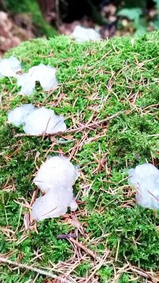 Niezłożony jeszcze skrzek, który wydaliły drapieżniki