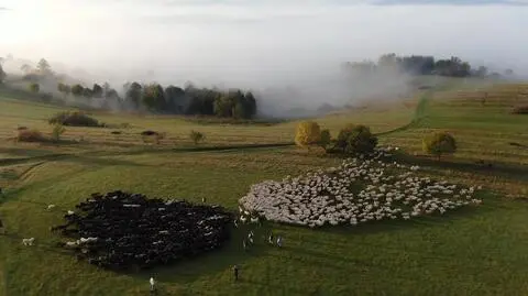 Czarne owce nadciągają z lewej, białe owce idą z naprzeciwka. Zobacz, czym to się skończyło