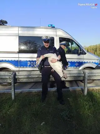 Łabędź na drodze ekspresowej 