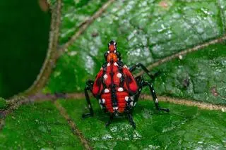 Lycorma delicatula, forma młodociana (zdj. ilustracyjne)