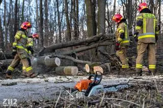 Ułamana gałąź raniła przechodnia w Zabrzu